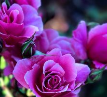 funeral home in Gulf Breeze, FL